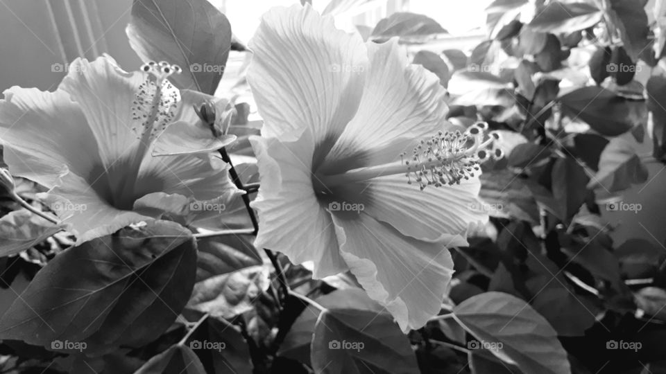 hibiscus black and white