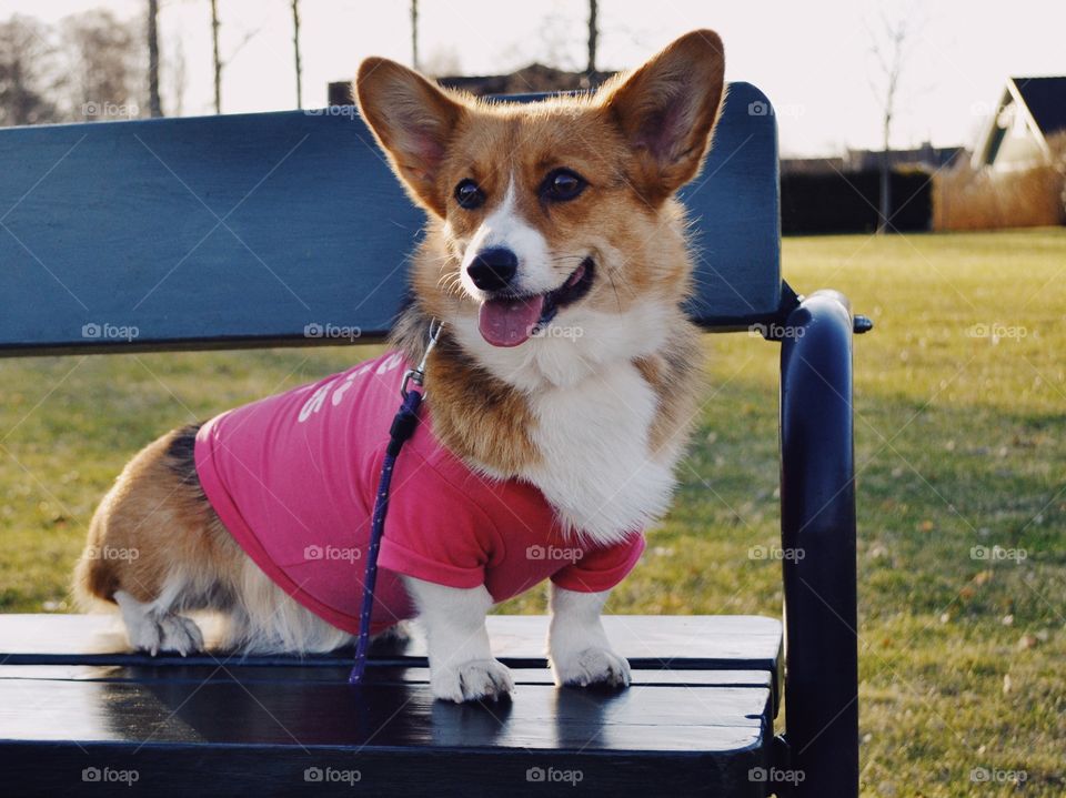 A cute corgi dog