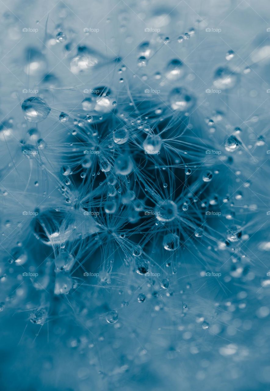 Dew covered dandelion