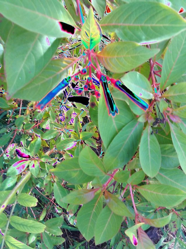 Electric Neon Bloom's