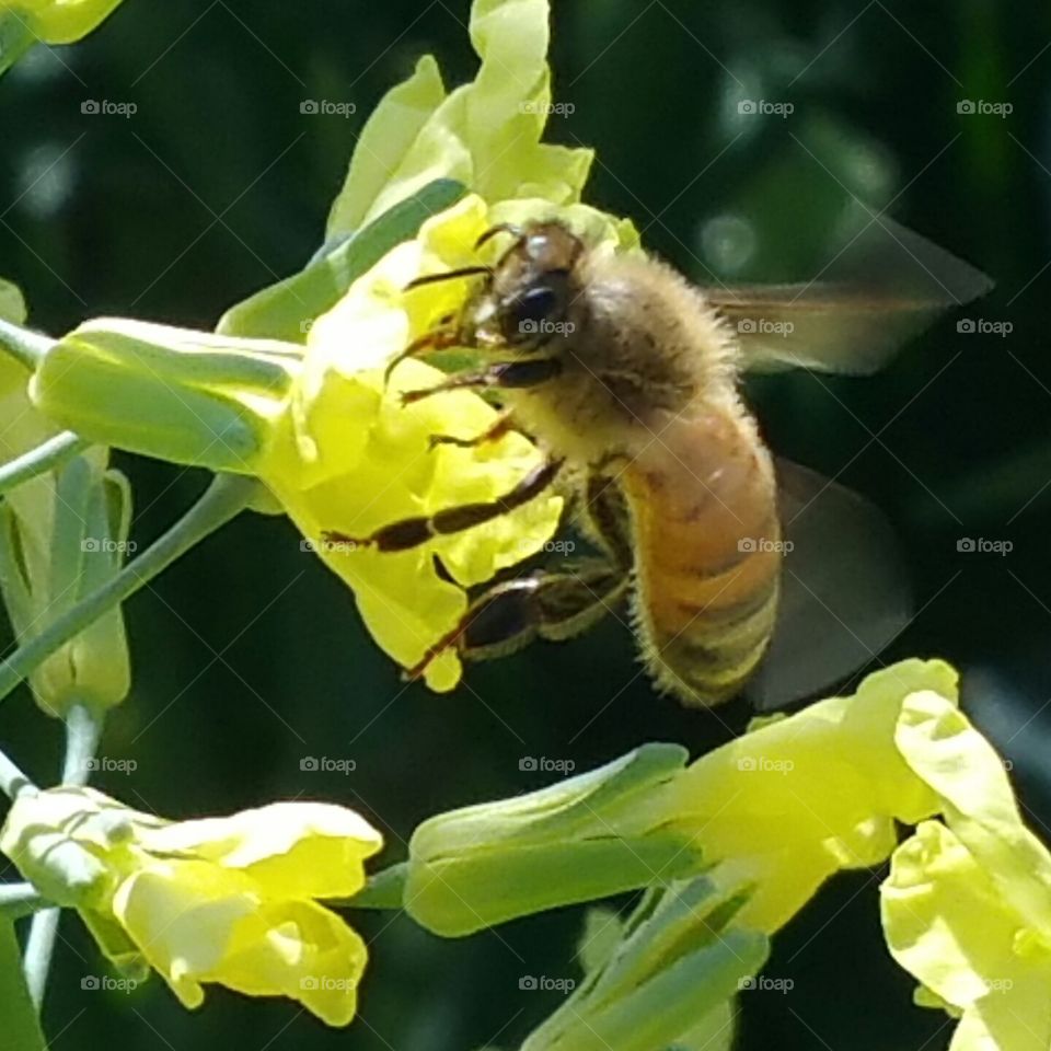 Busy Bee