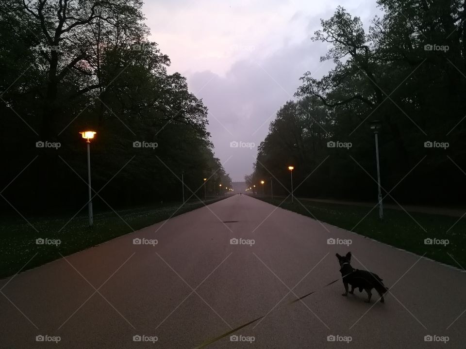Kleiner Hund schaut in die Allee im Großen Garten, Dresden