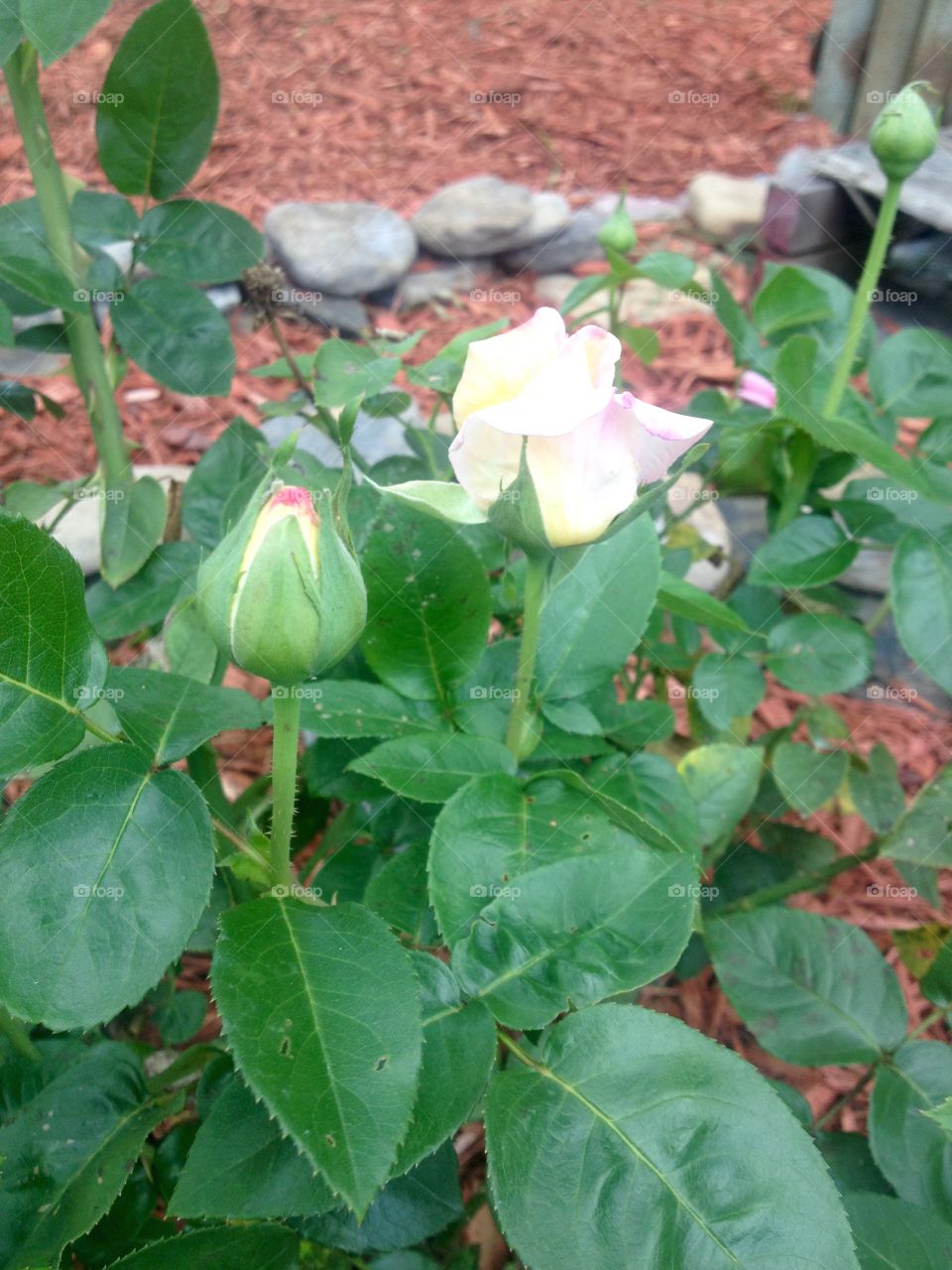 Rose Buds