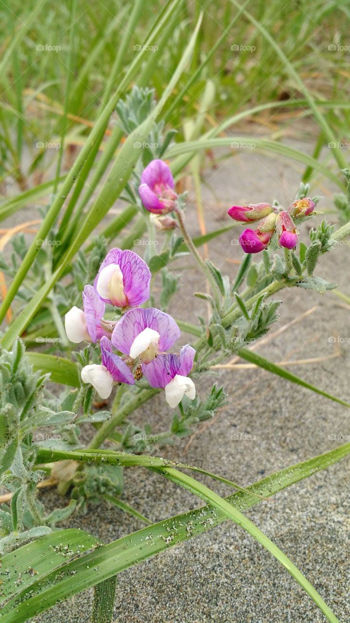 Beach pea, growing in western washington
