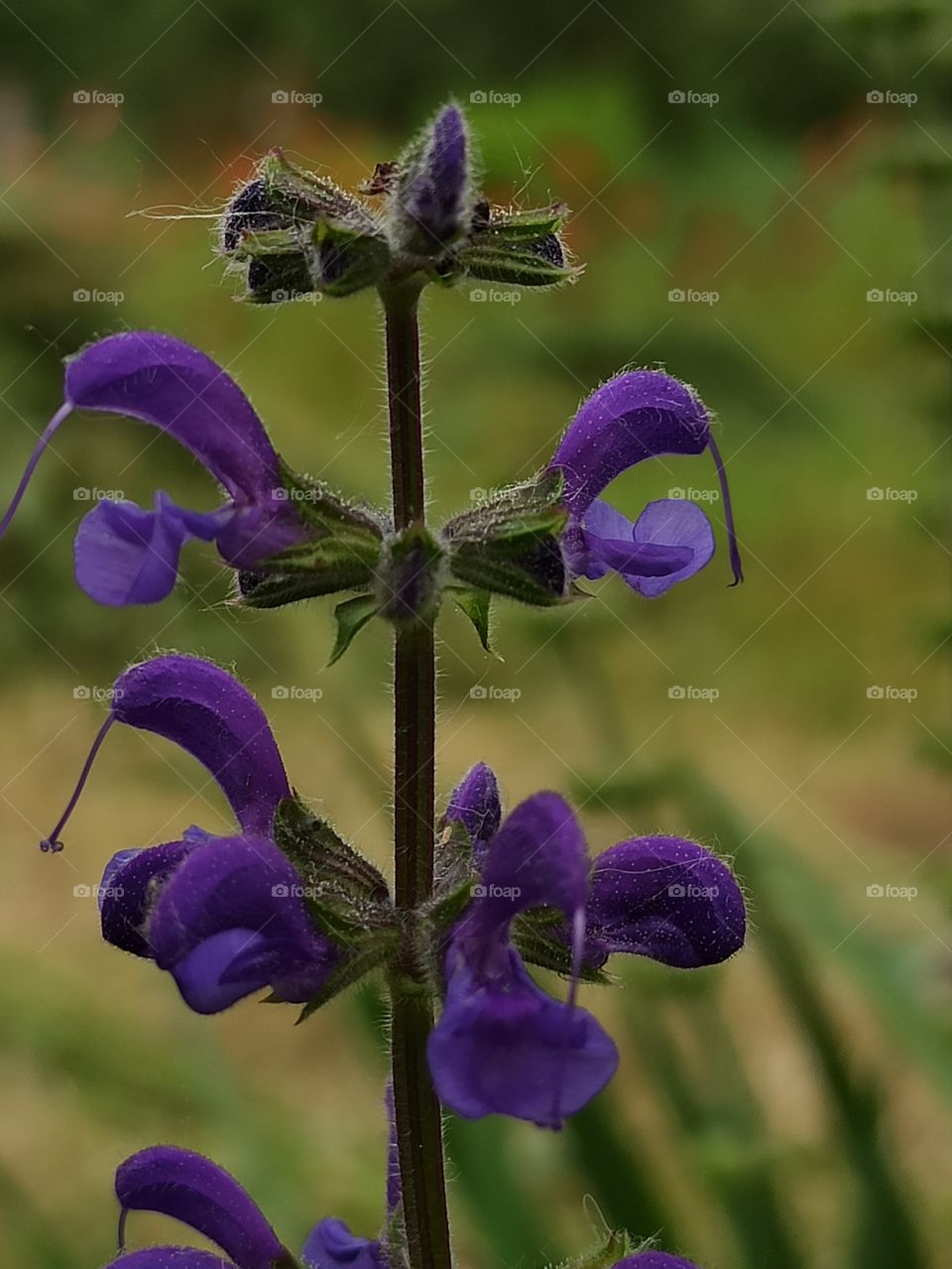 Flower. Wildflower. Sage
