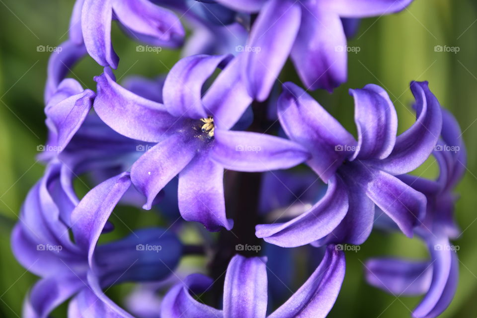 Hyacinth horizontal