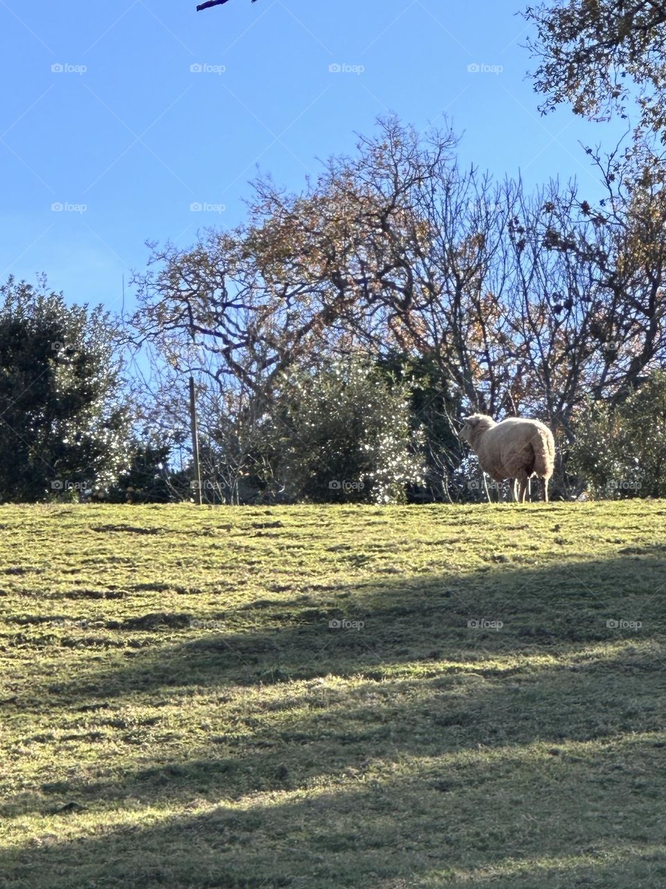 Oveja 🐑