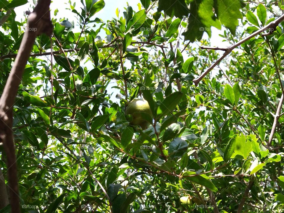 Pomegranate tree