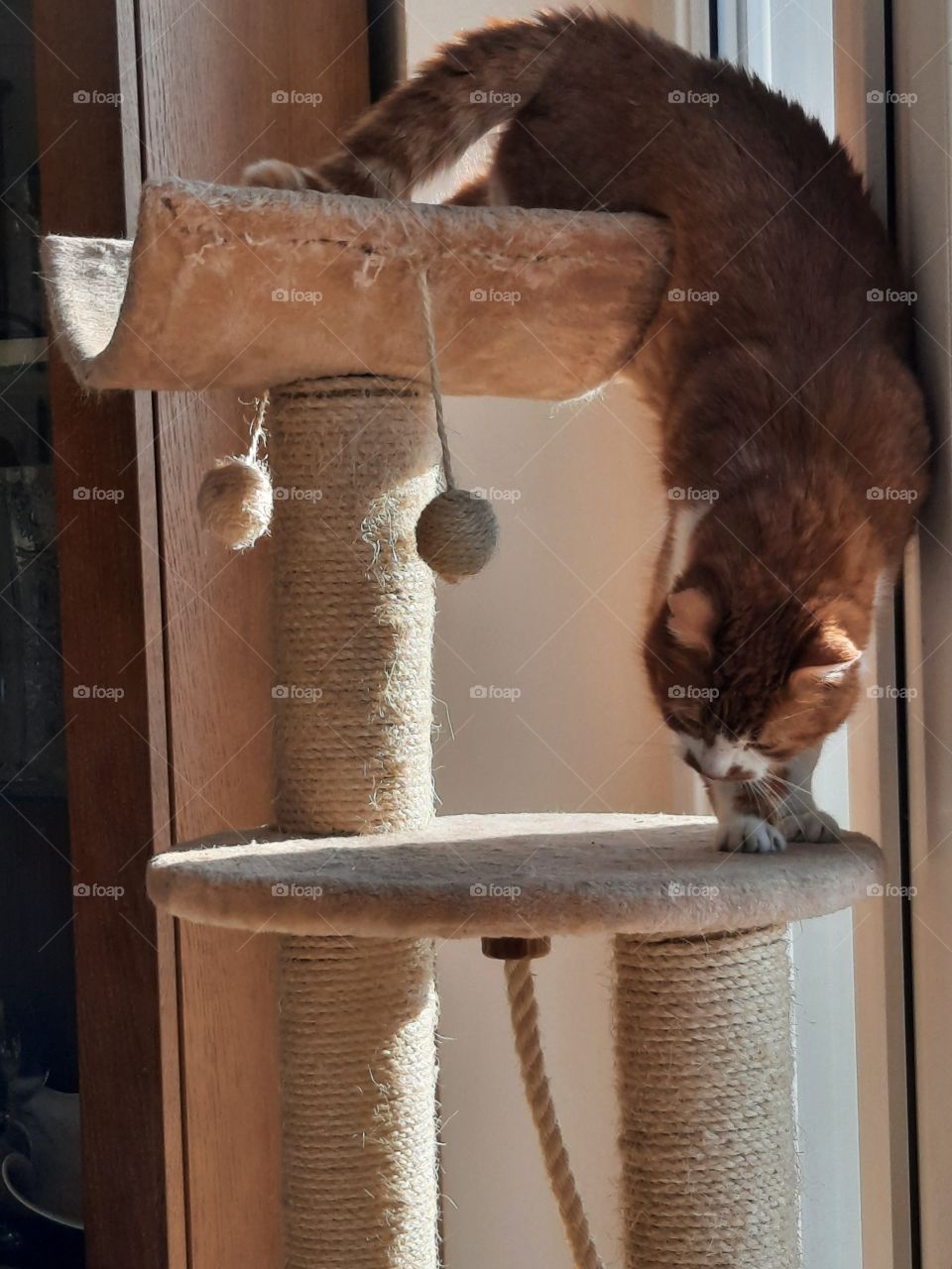 ginger cat descending  from cat's tree by the window