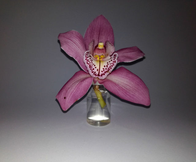 perfect pink orchid. isolated flower
