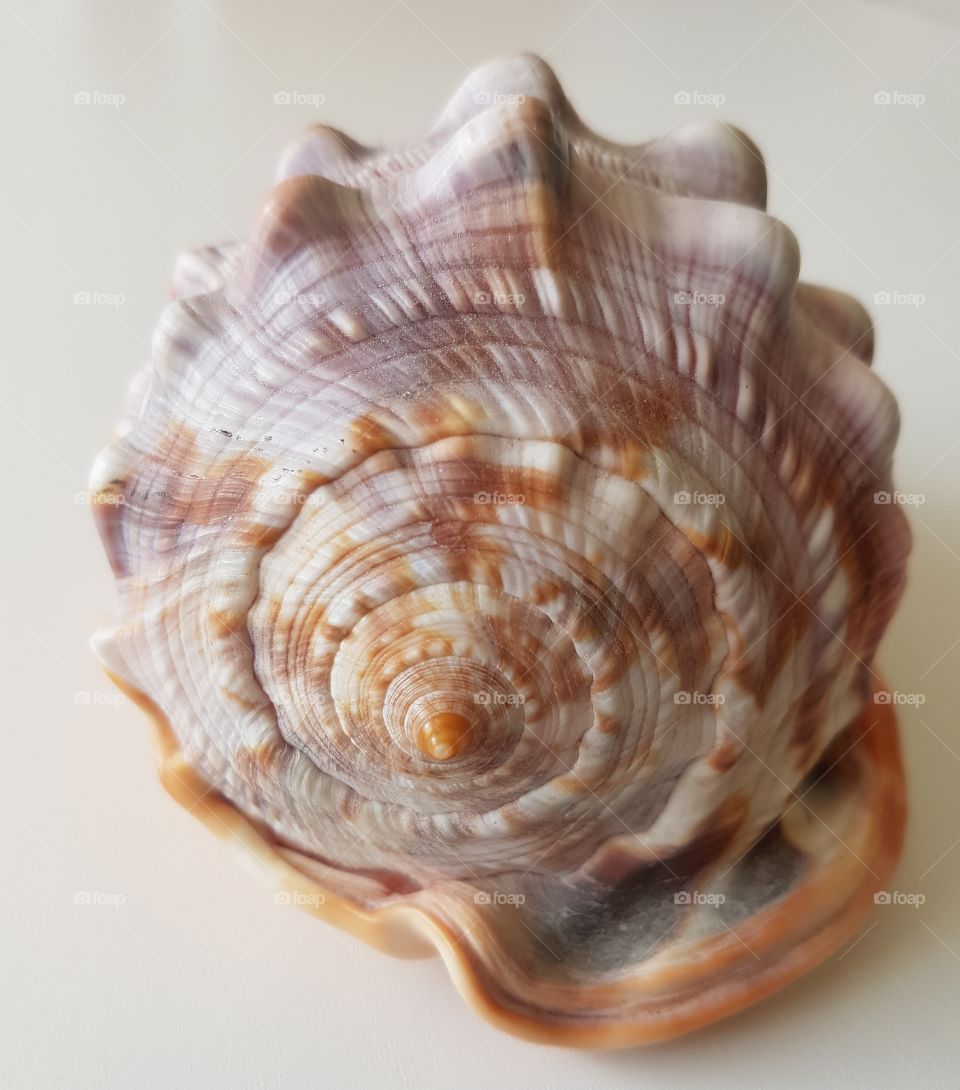 Studio shot of conch shell