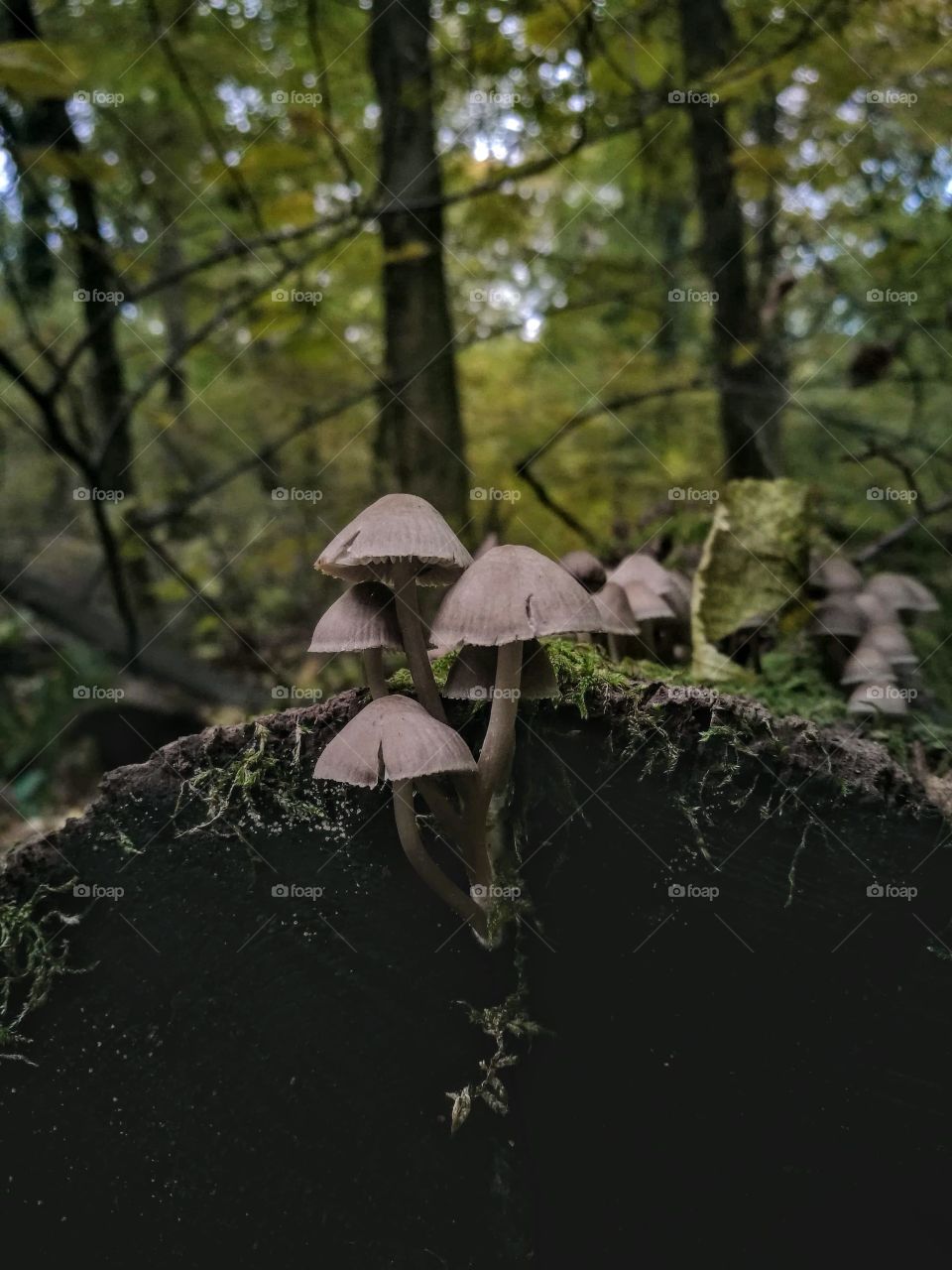 Mushroom family growing on a tree trunk in the forest