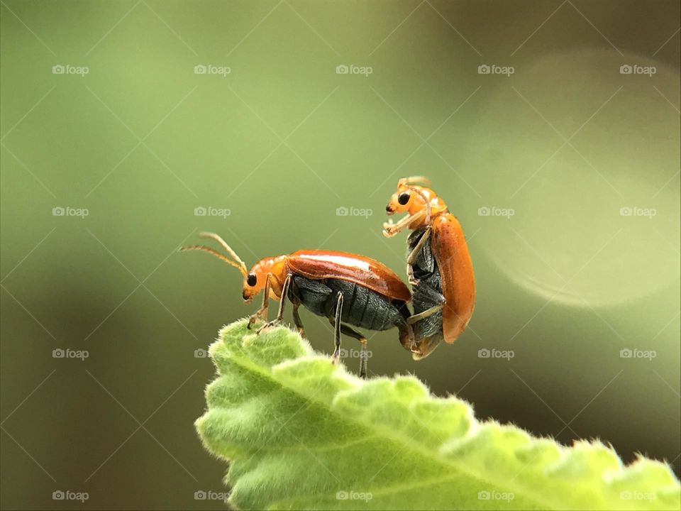 Mating insects
