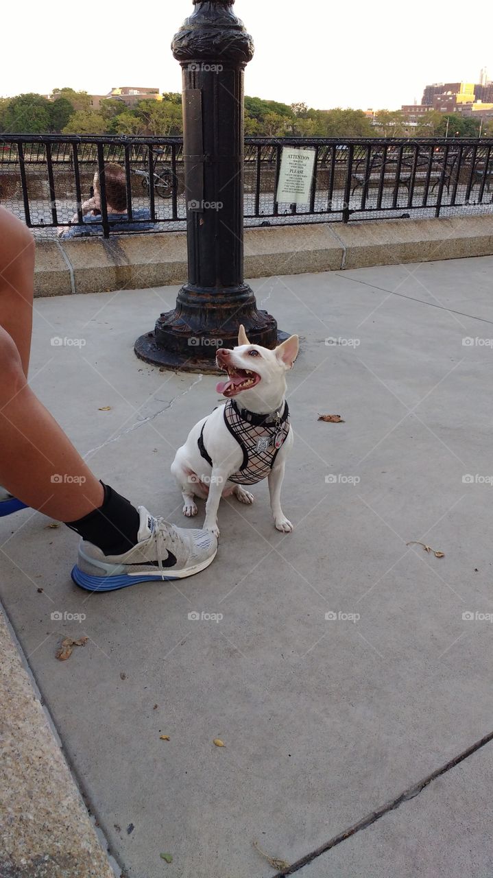 Smiling Dog at Dog Park