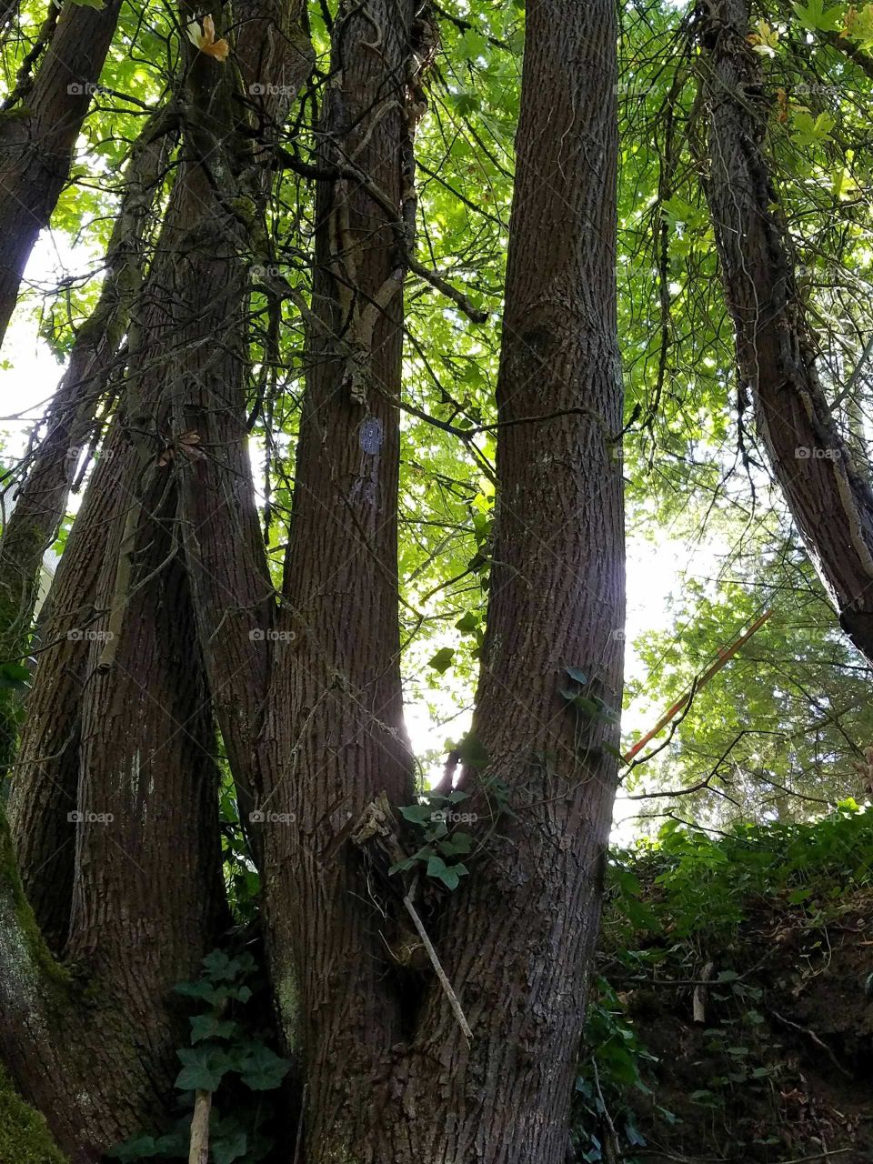 Low angle view of tree trunk