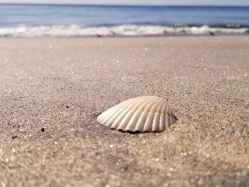 souvenirs from the sea