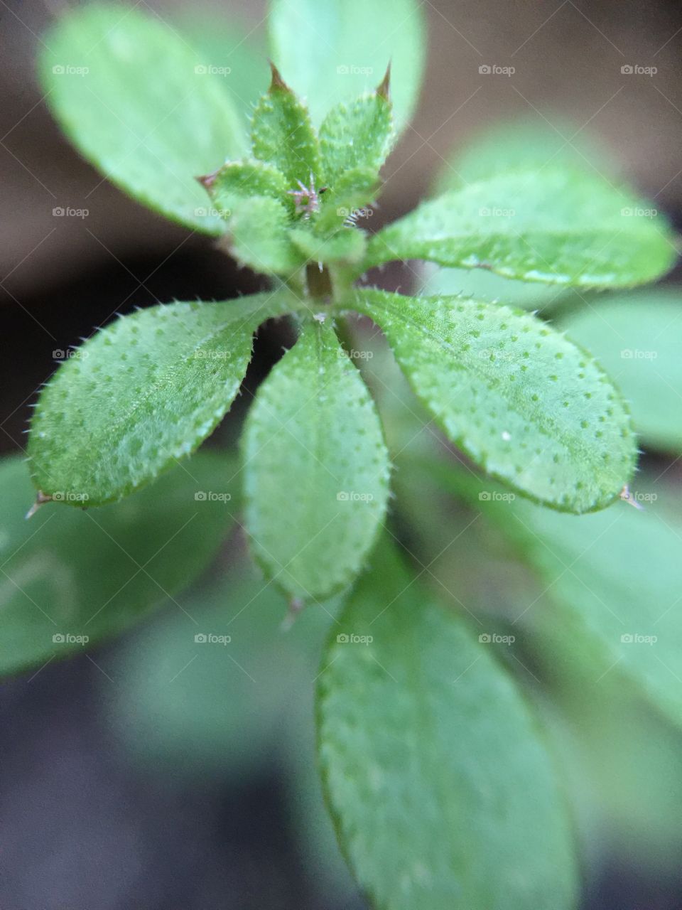 Macro stinging nettle