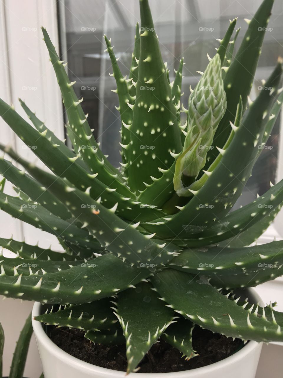 My aloe Vera flower 