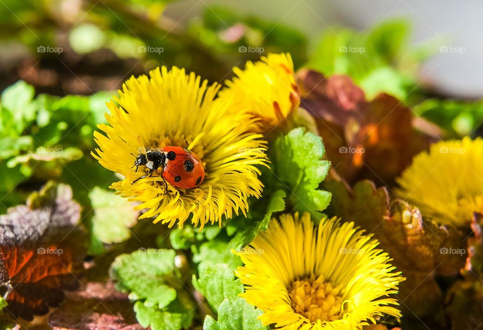 Ladybug