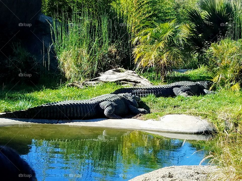 Alligators Chilling in the wild