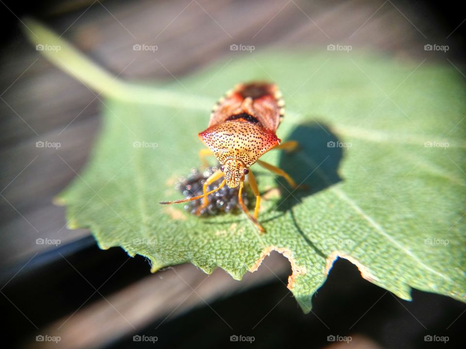 Picture taken with my smartphone and macro lens.