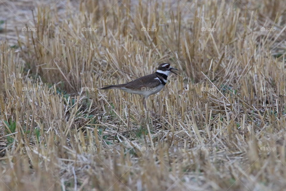 Killdeer bird