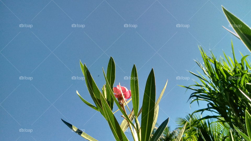 ROTE BLUME GRÜNE BLÄTTER