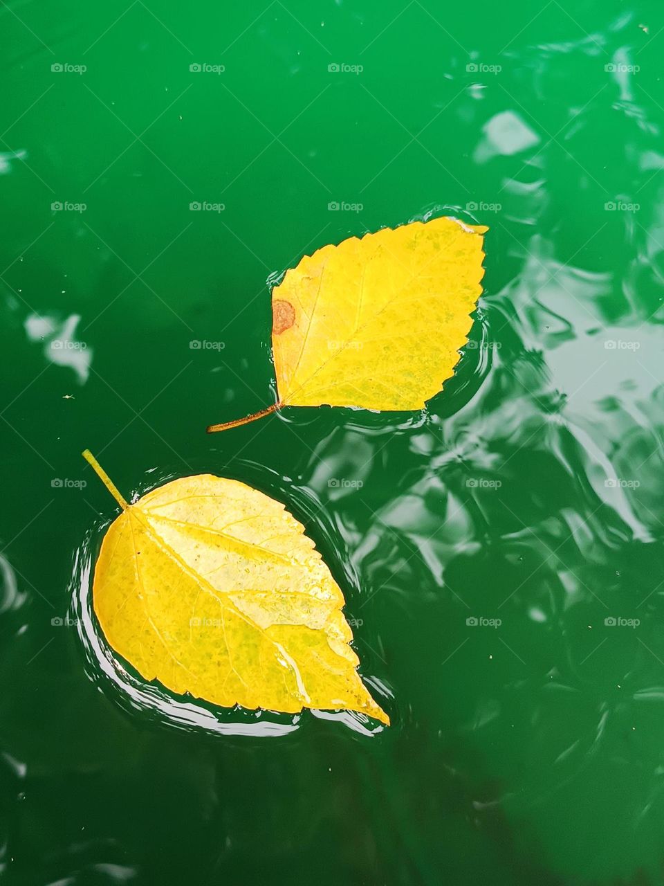 yellowish leaf fallen in the water