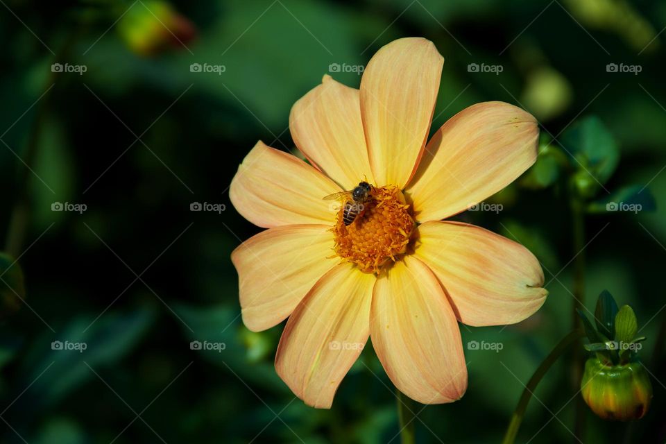 bee on a flower