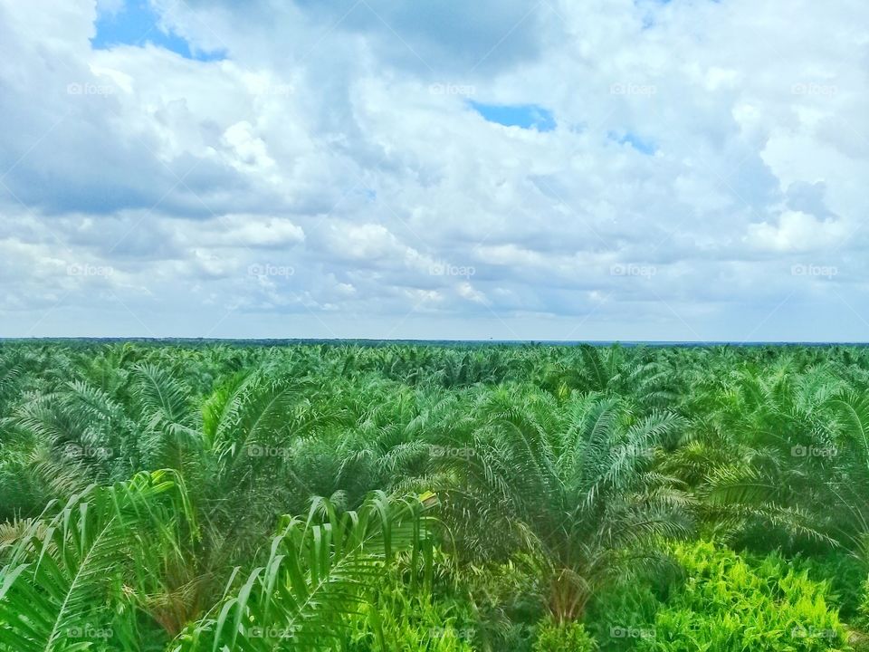 View oil palm plantations in Kalimantan Indonesia