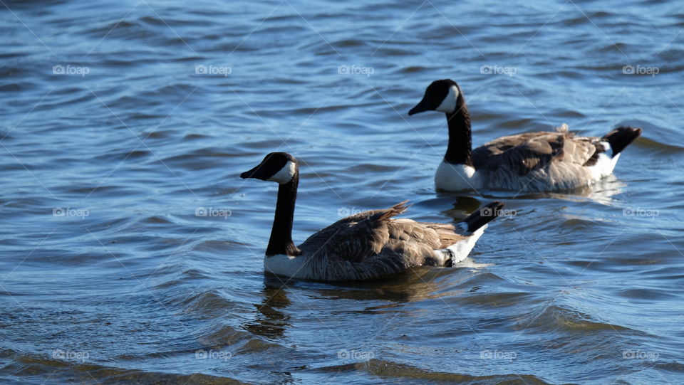 Pair of geese floating in a lake