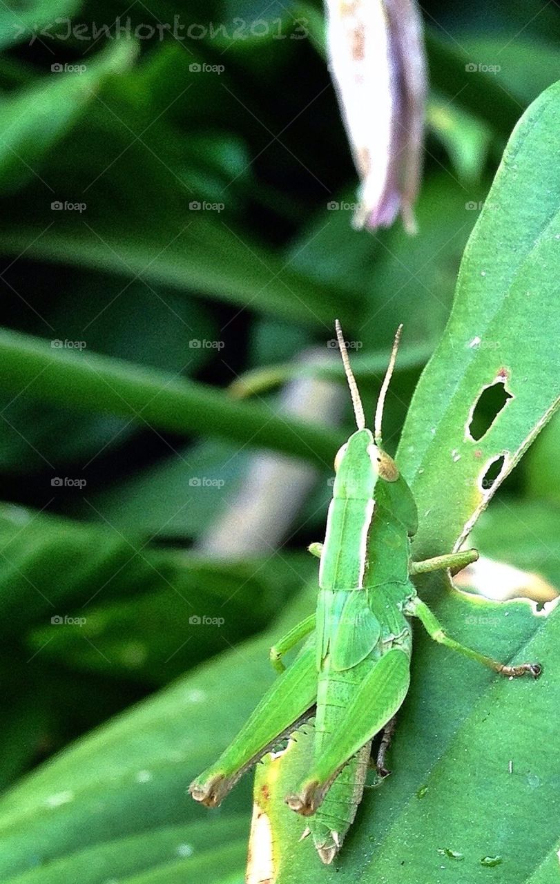 It ain't easy being green