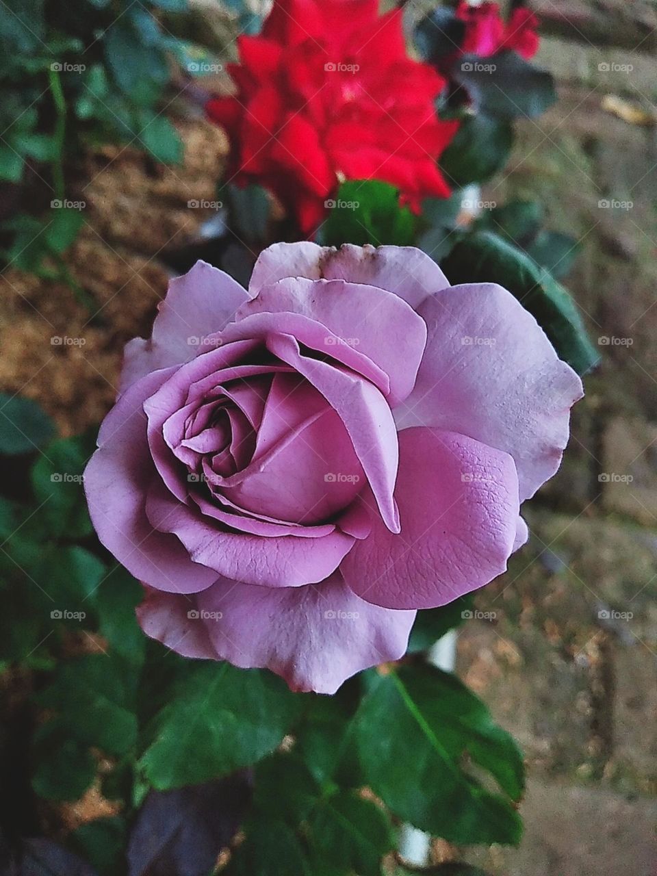 Light purple rose flower