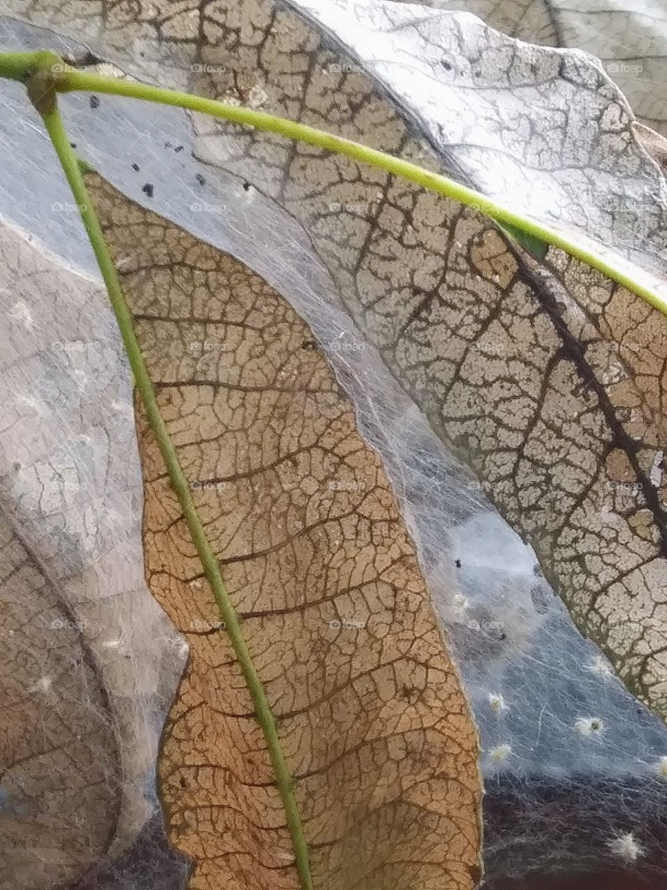 insect damage to pecan leaves