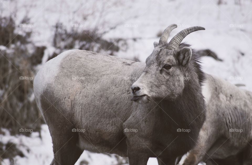 Wildlife in the US VV