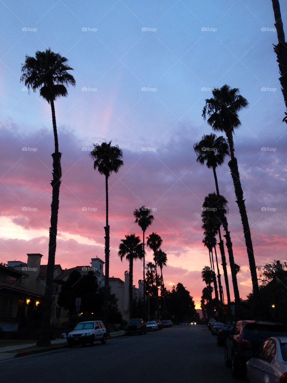 Palms at dusk