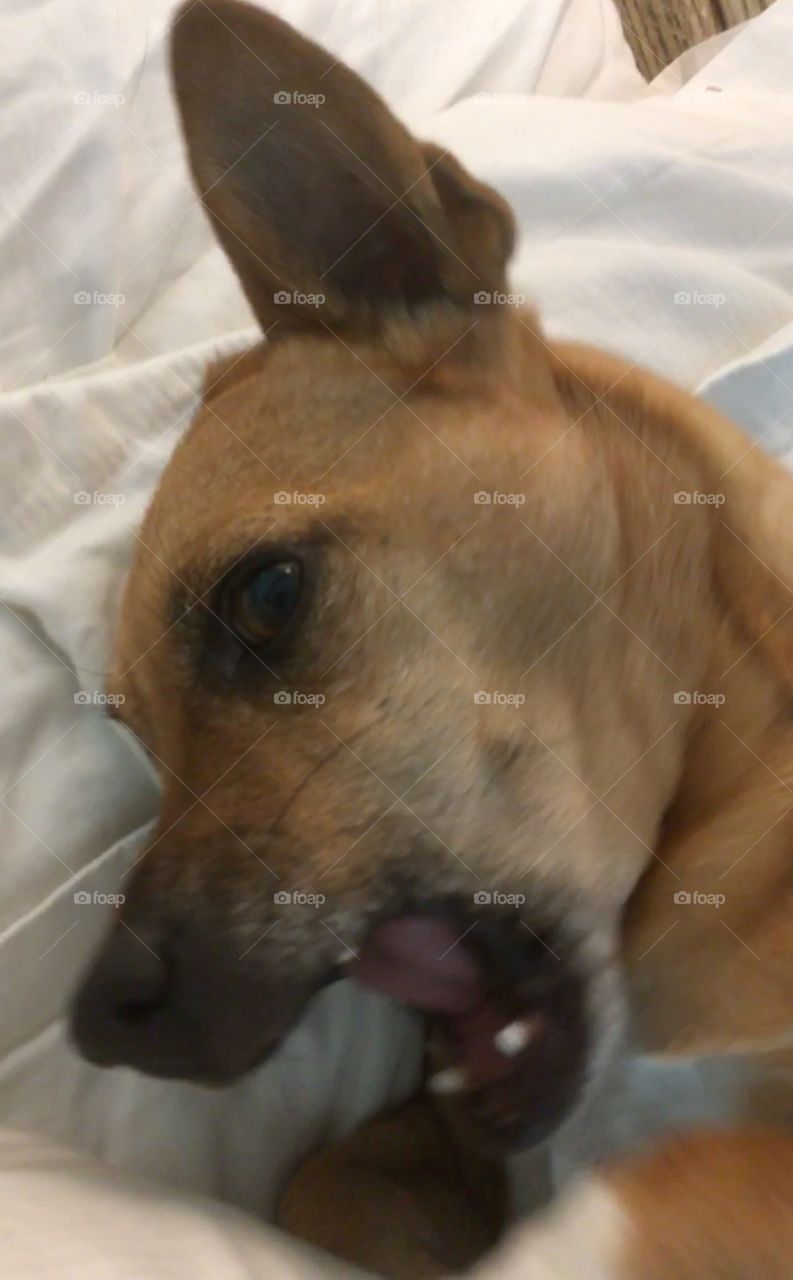 Chihuahua expressing himself with a wide open mouth. Adorable chap head view on white background 