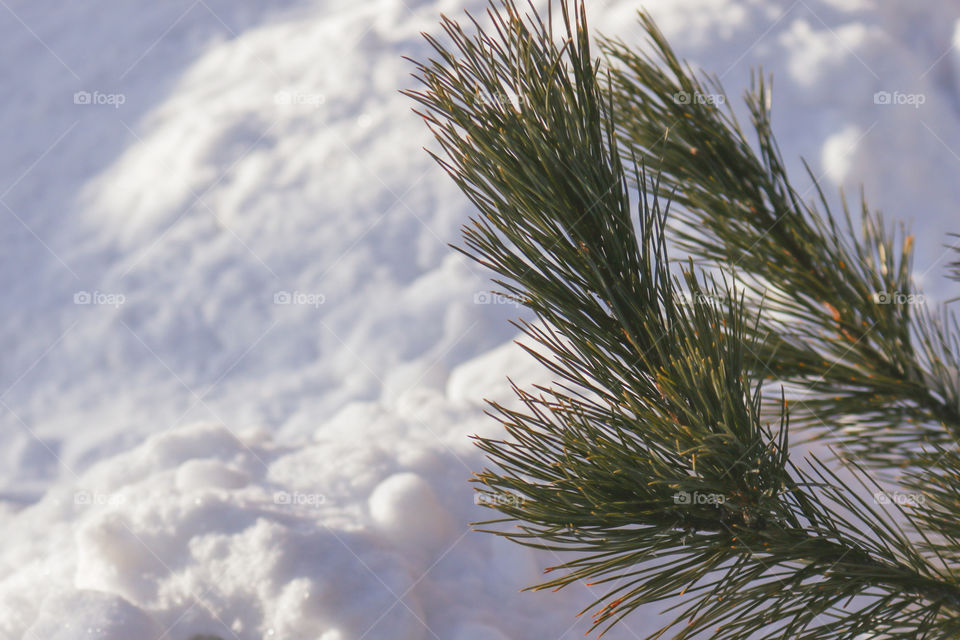 Ветка кедра на фоне снега.