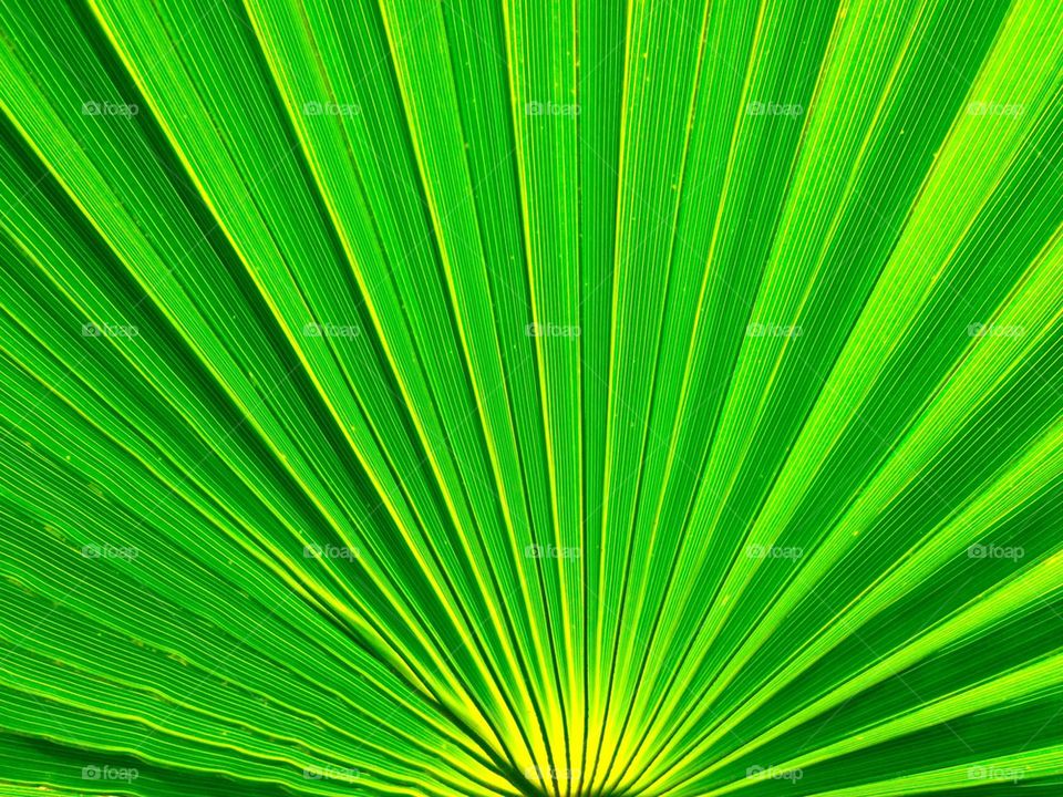 Saw palmetto frond