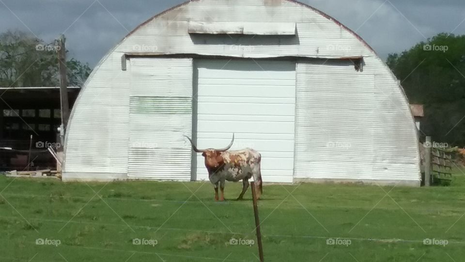 longhorn