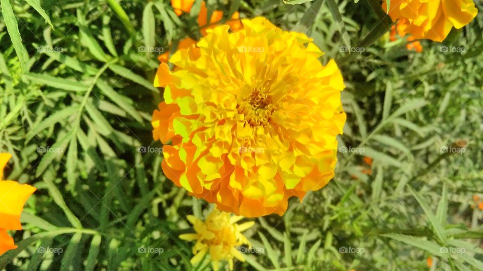 a beautiful merigold flowers in the garden.