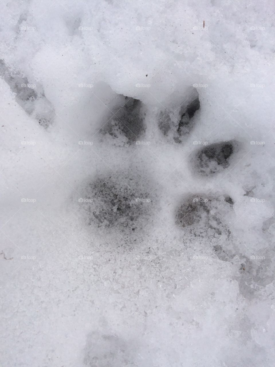 Snowy paw print
