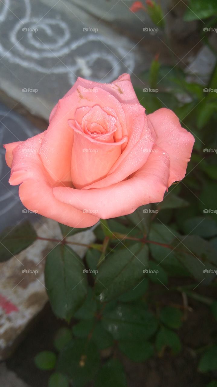 indian lovely red snow rose