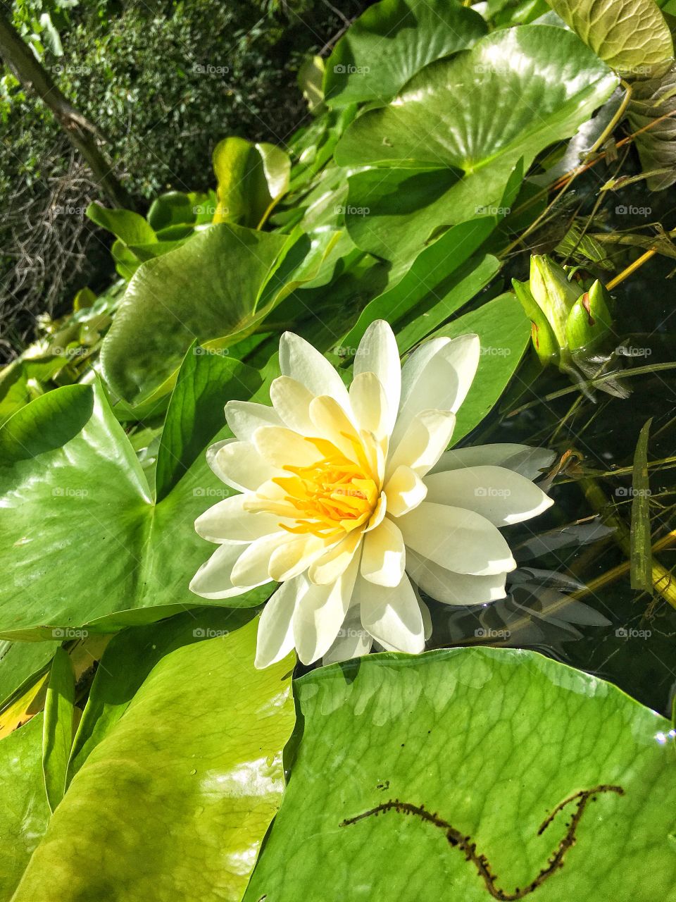 Waterlilly in Michigan 
