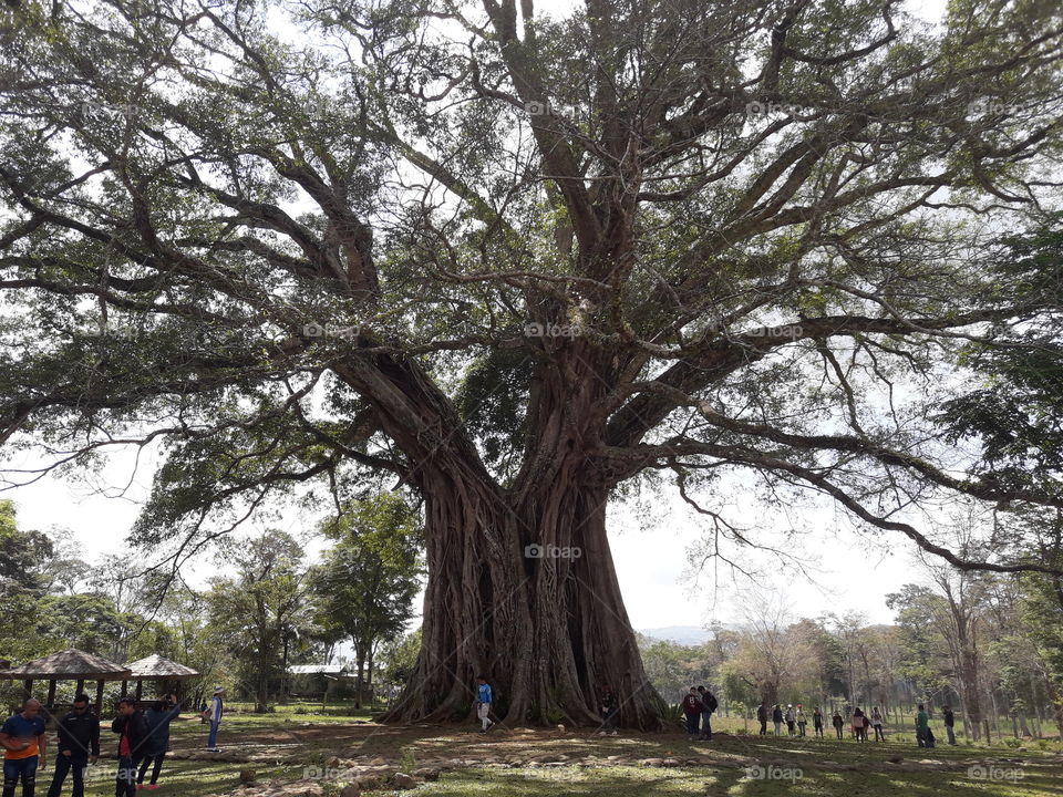 curious to visit this historical centential tree.