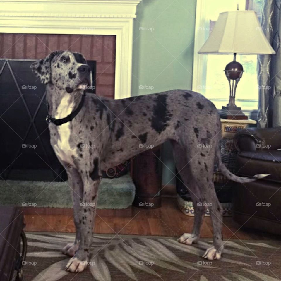 Great Dane 