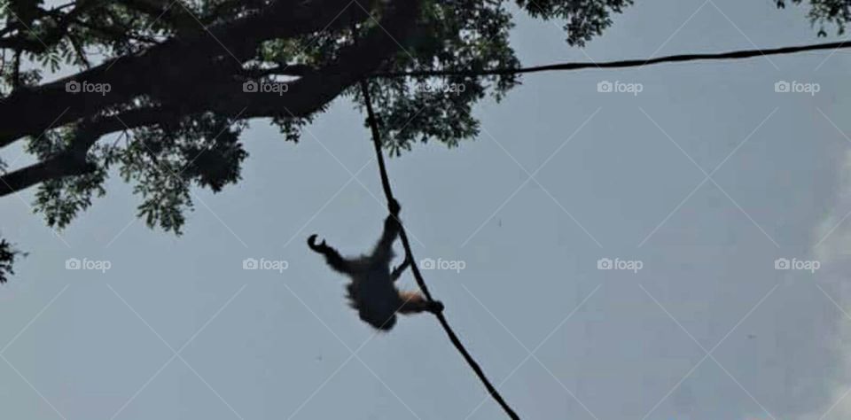 Monkey climbing at Singapore zoo.