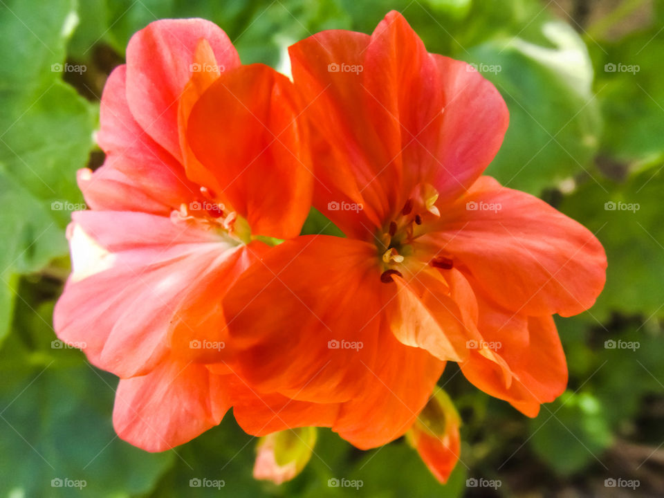 Close up of a peachy pink geranium flower lit by the sunlight