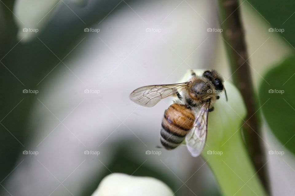 Macro of Bee