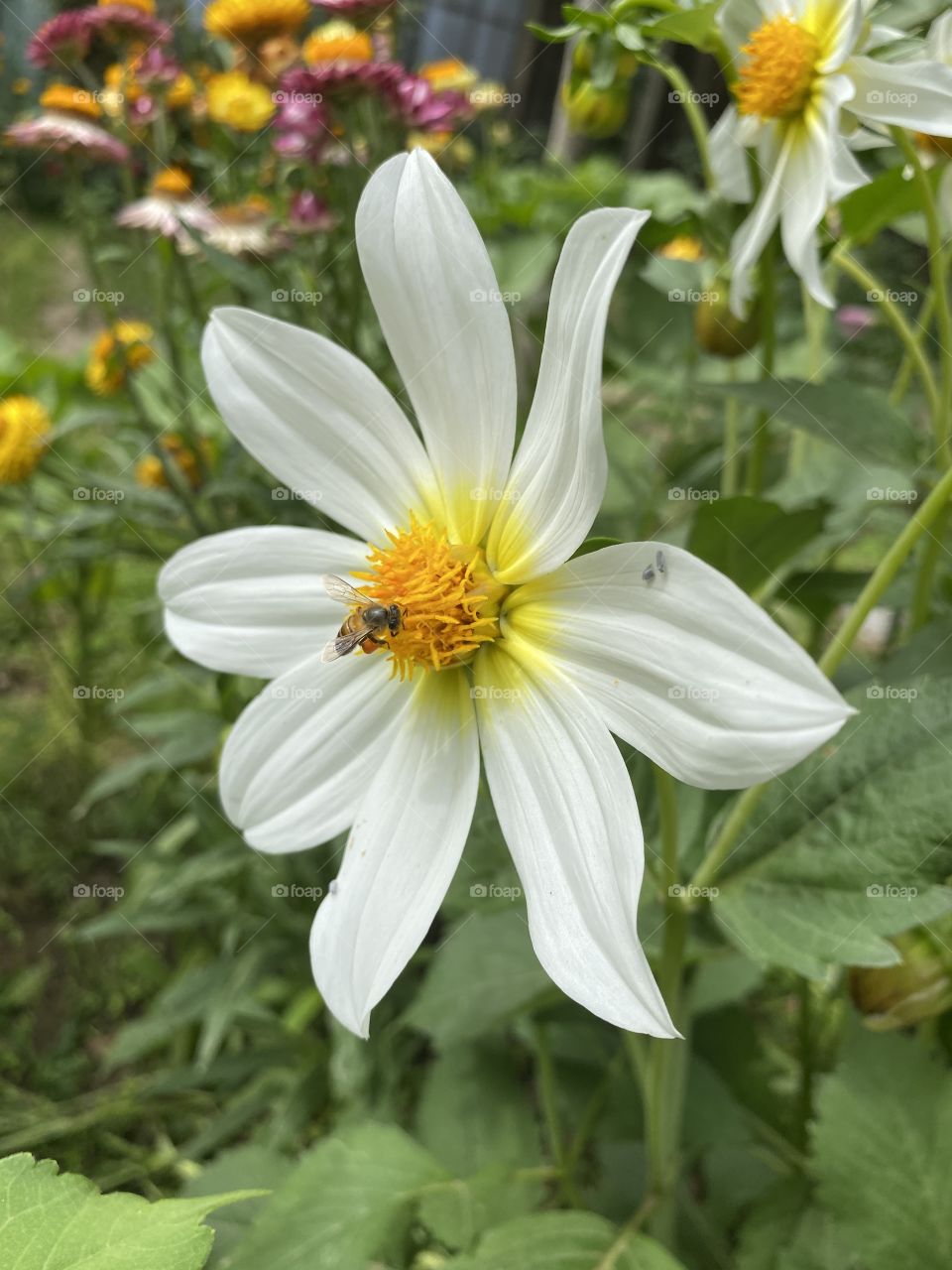 The early morning fog gives the lake an ethereal appearance.